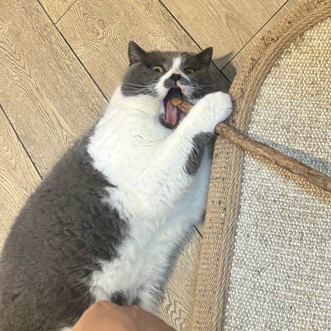 AB