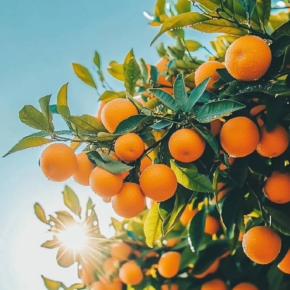 鑫鑫（软件开发）