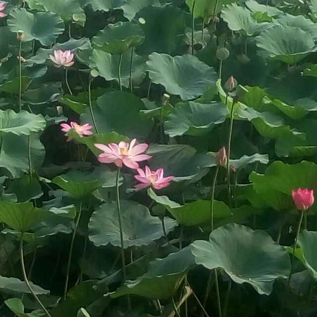 张静