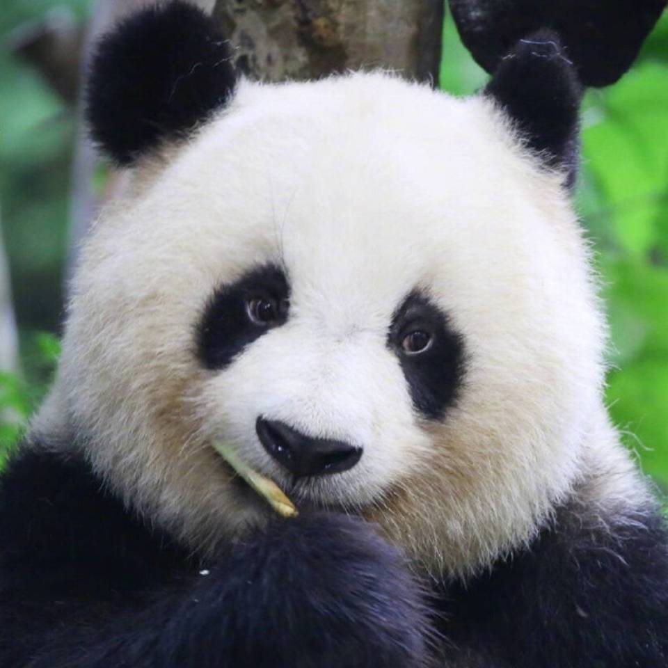 白