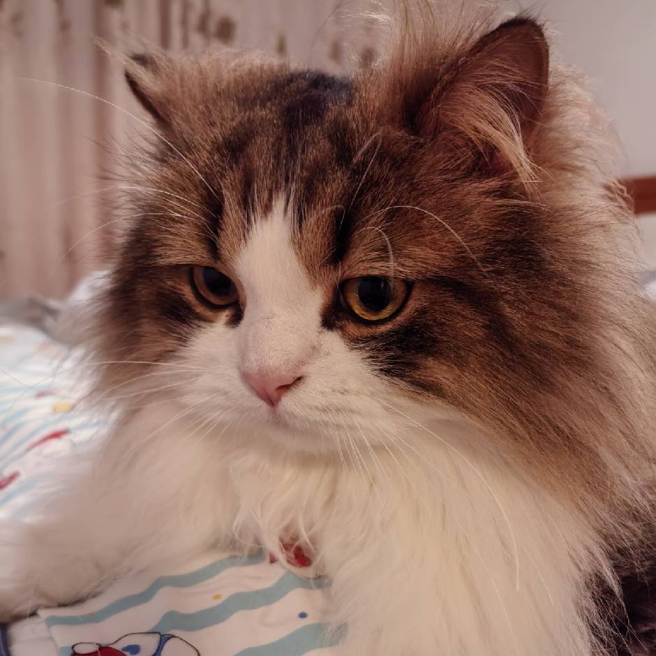 Nana🐱