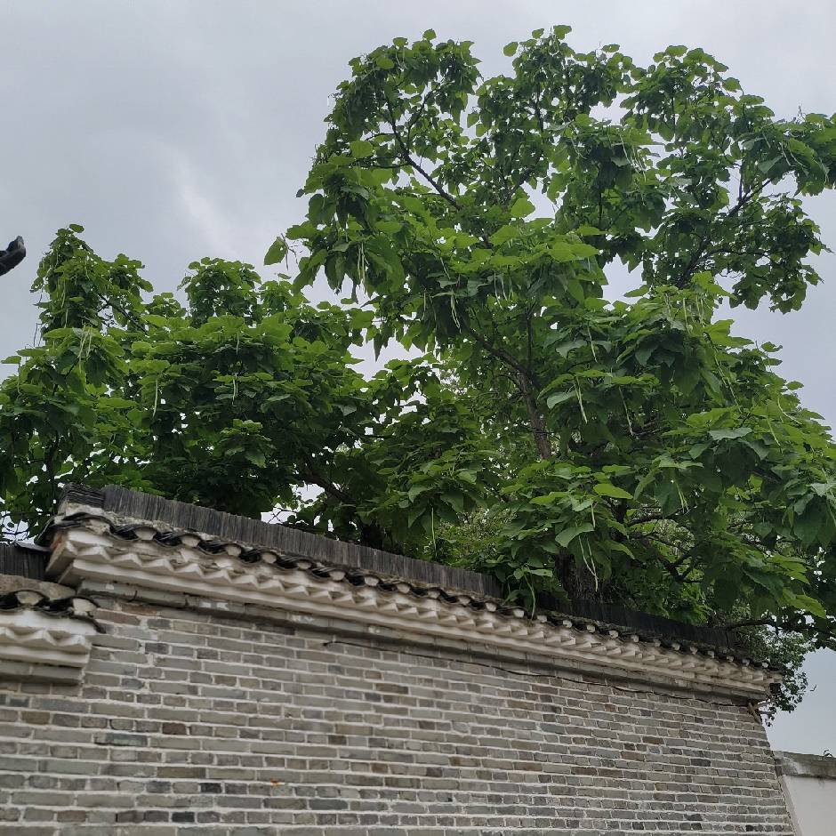 以沫