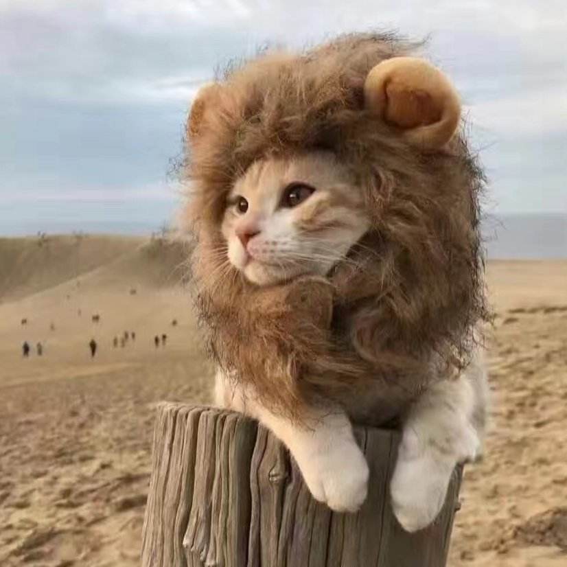 大虎