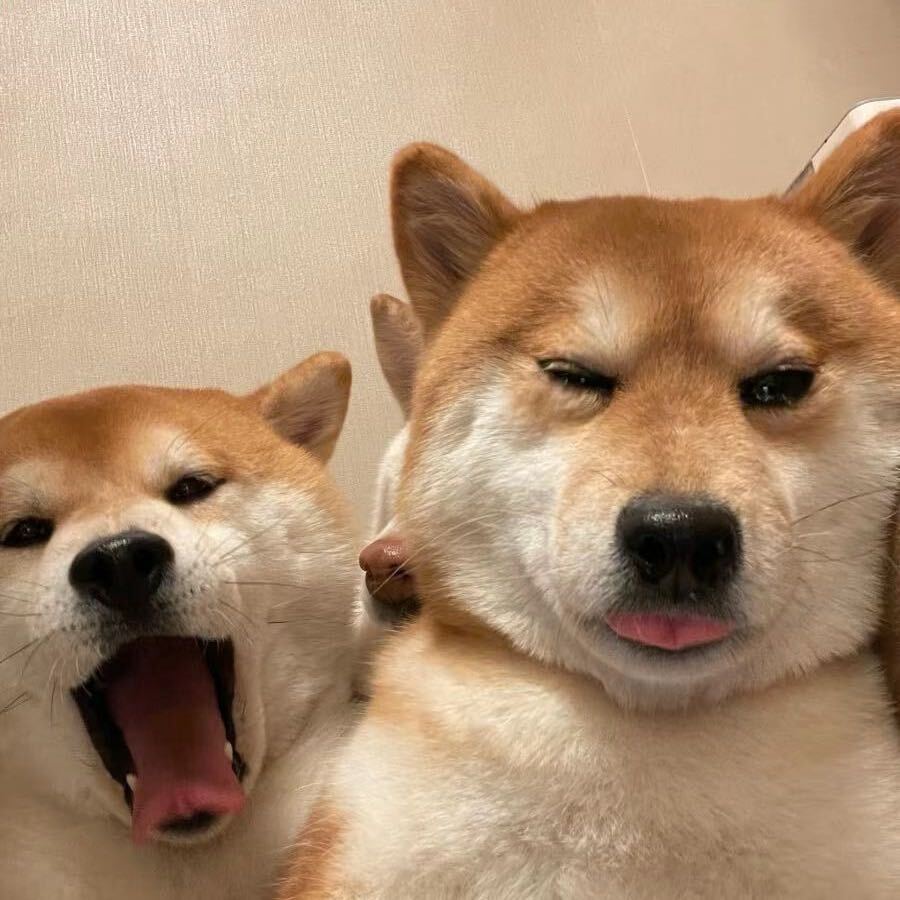 香蕉不是笨啦啦