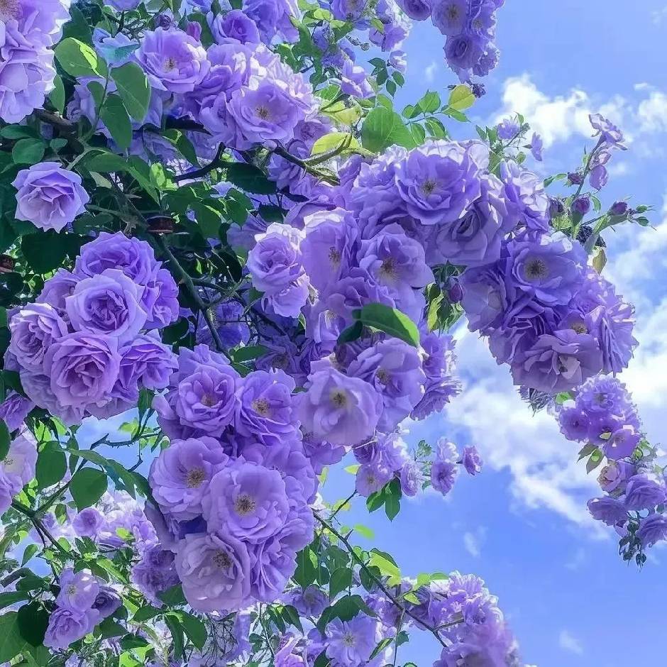 Viola