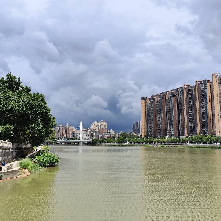 杨