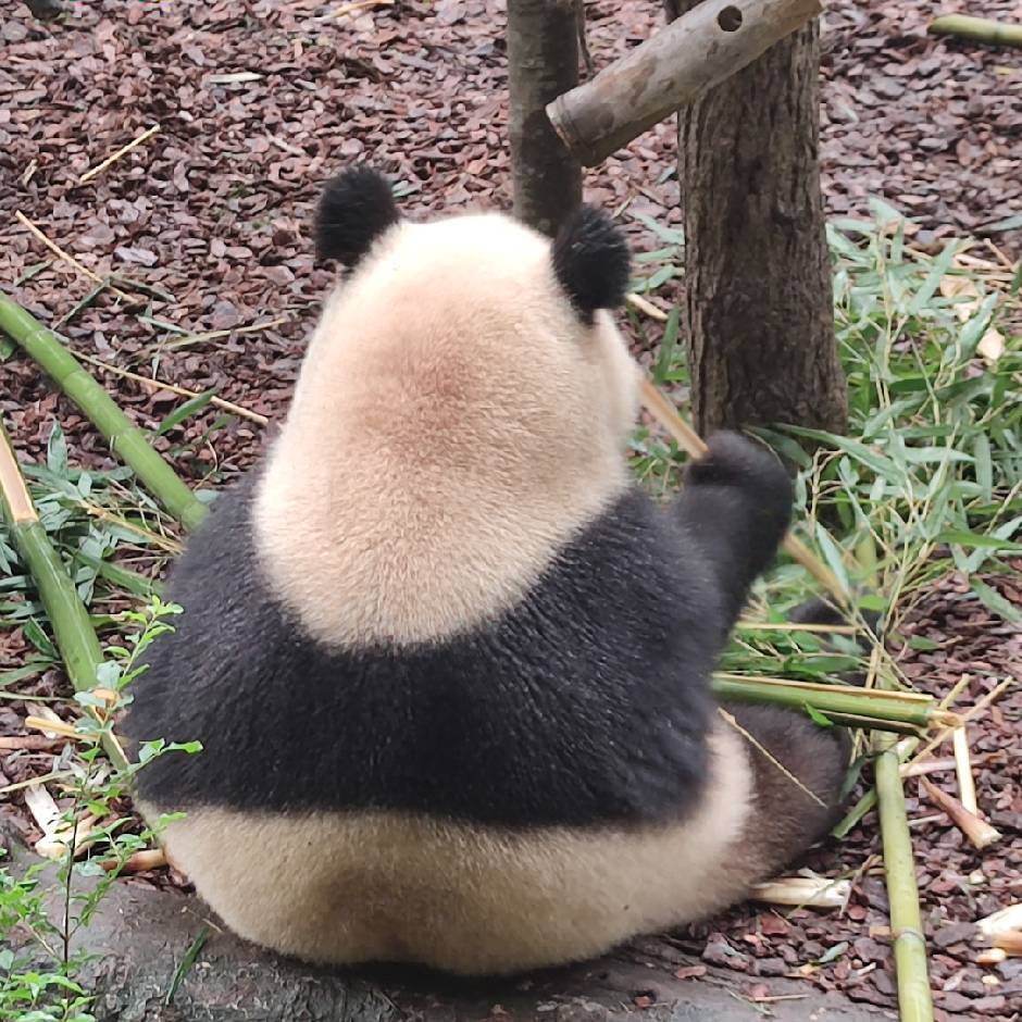 丹丹～