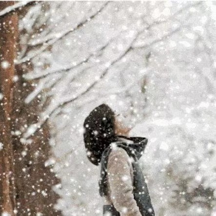 沐雪白杨