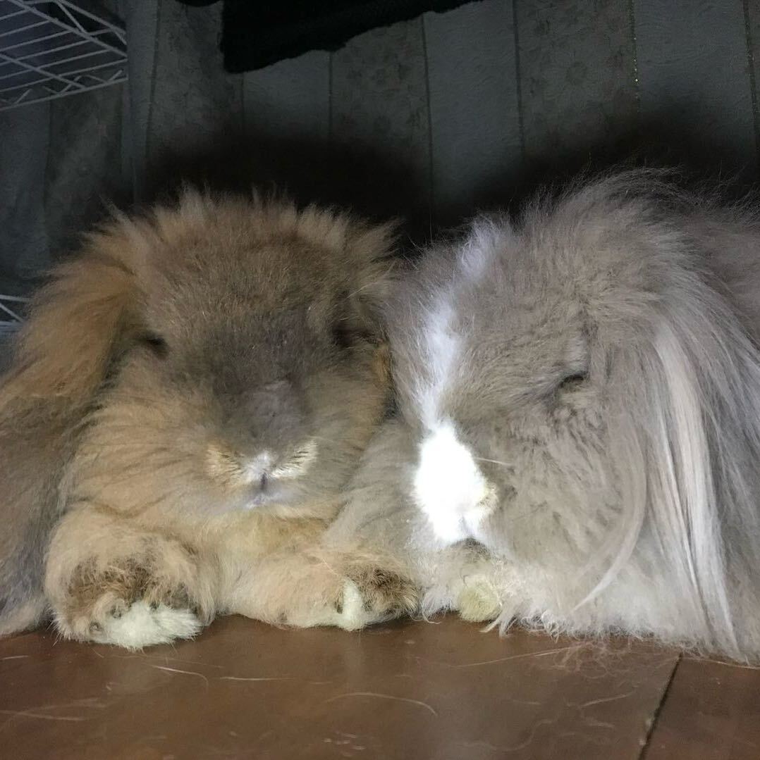 🐰rabguin🐧🐑