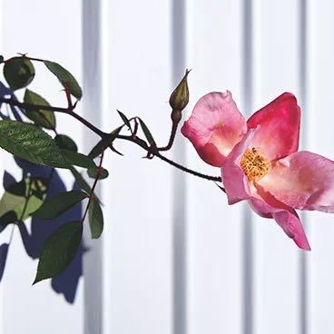 ＊   小林日化厂家直销