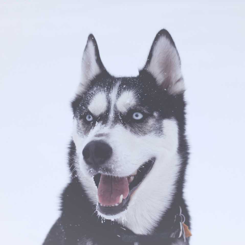 烧锅炉的北极熊