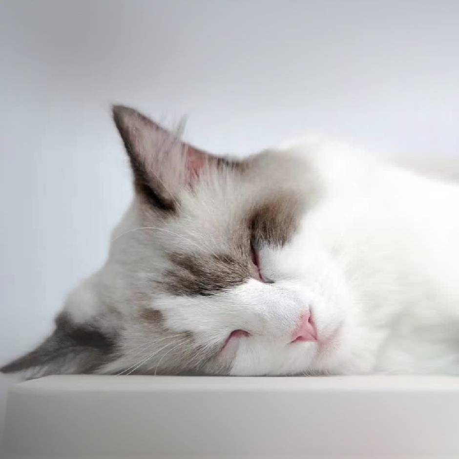 小晶晶