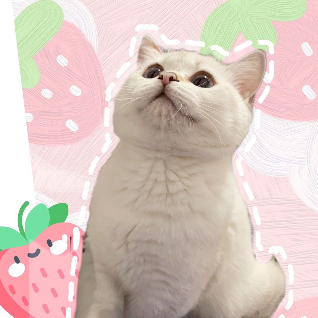 🌈🌻阿司匹林🐱