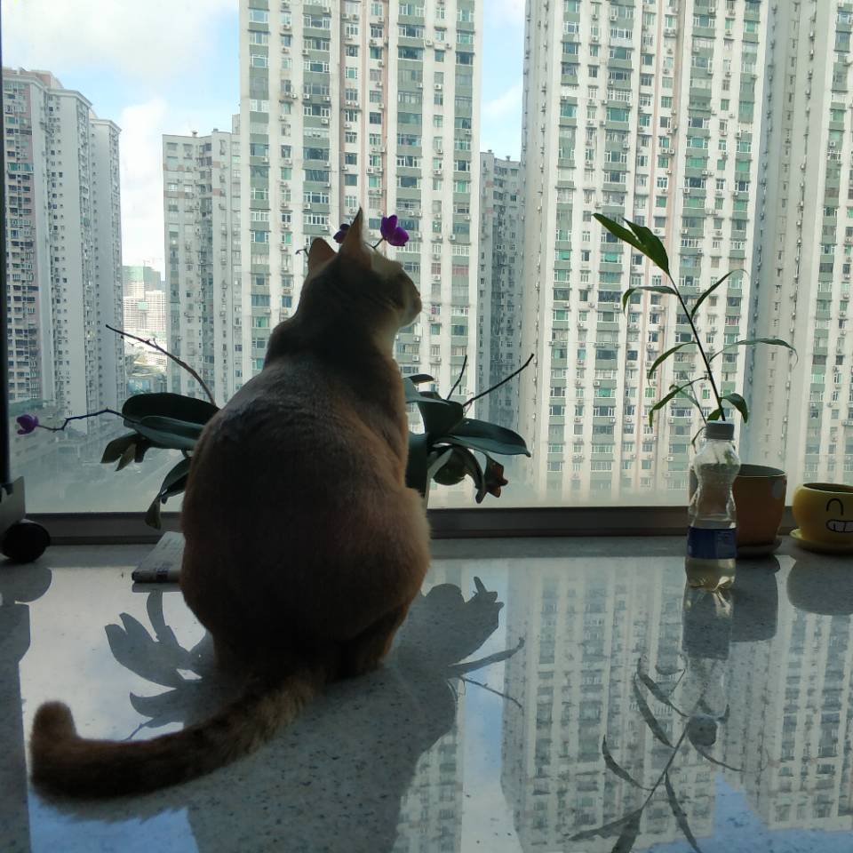 Lobo 宝明