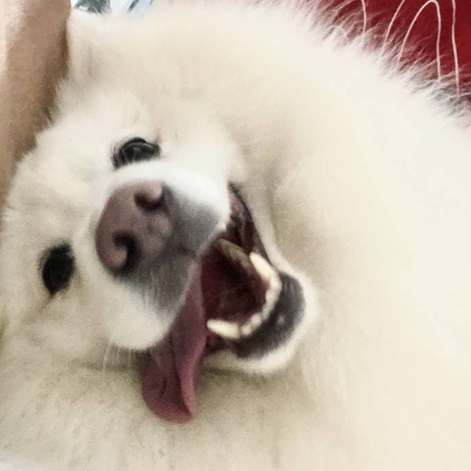 柴半仙