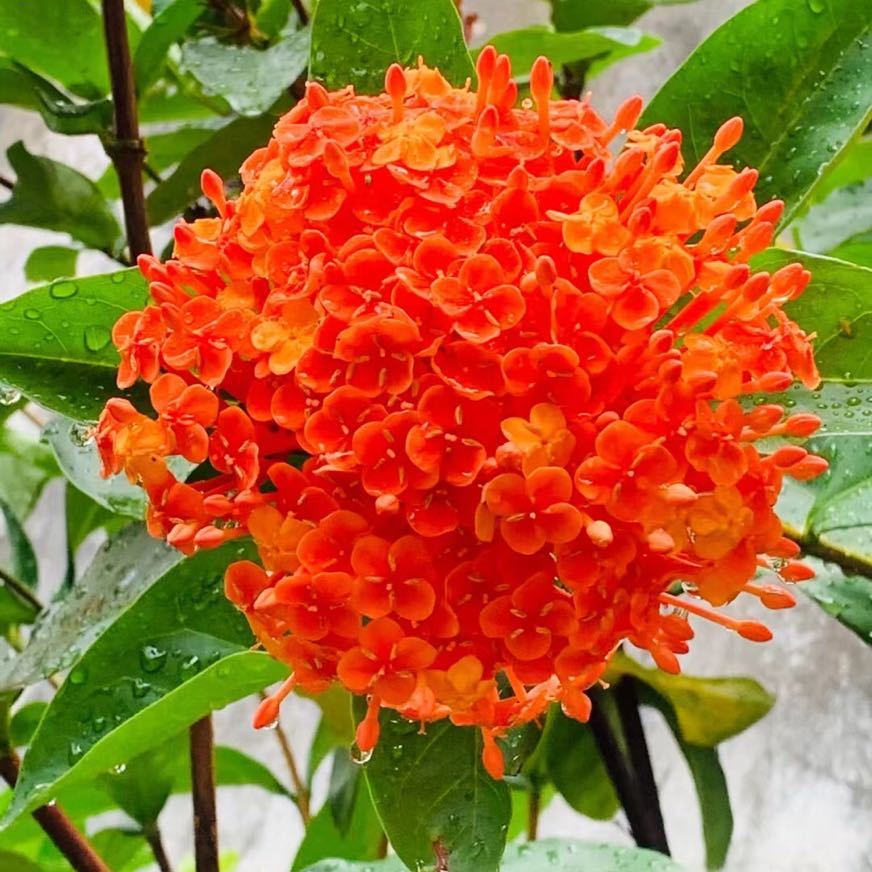 桂花