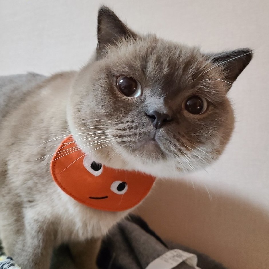 🍤🍤🍤🍤