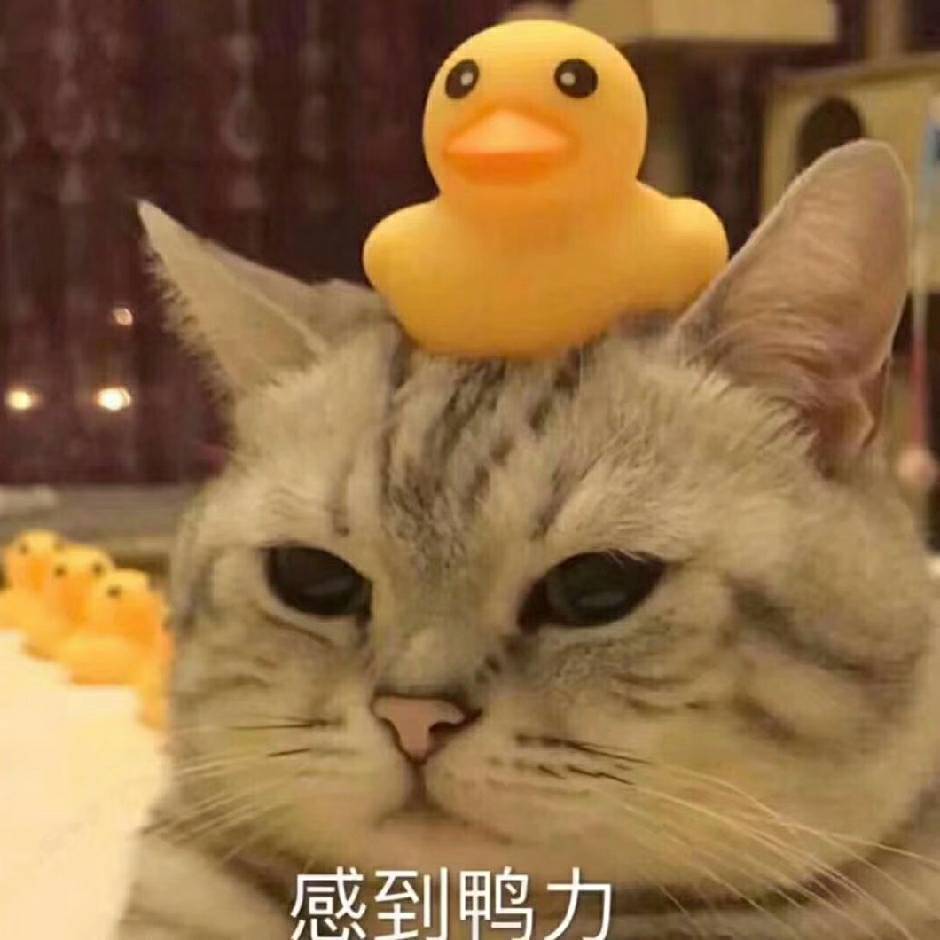 陈聪