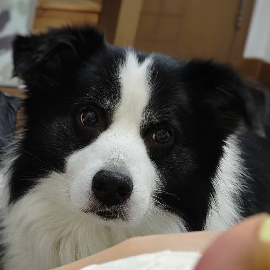 阿里巴巴与四十大盗