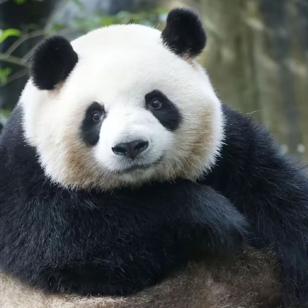 吱吱