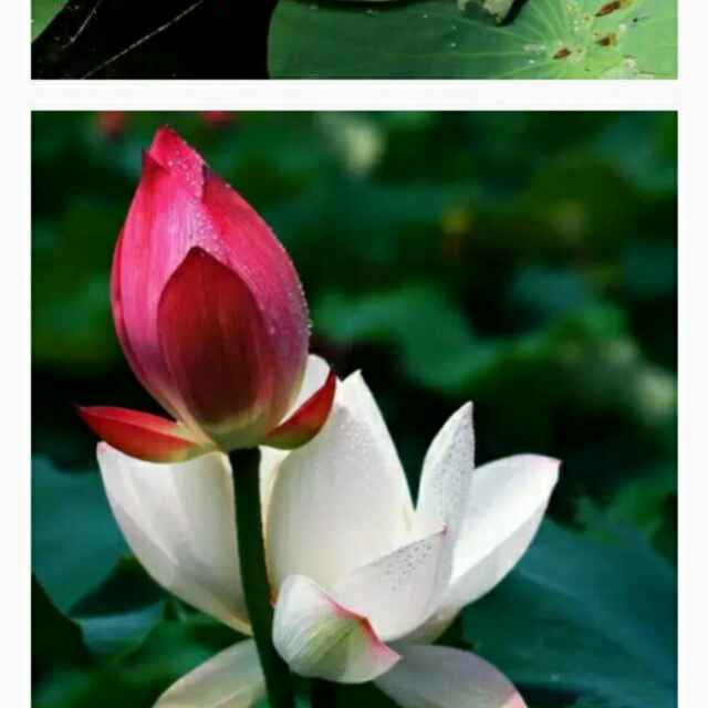 用戶(hù)頭像