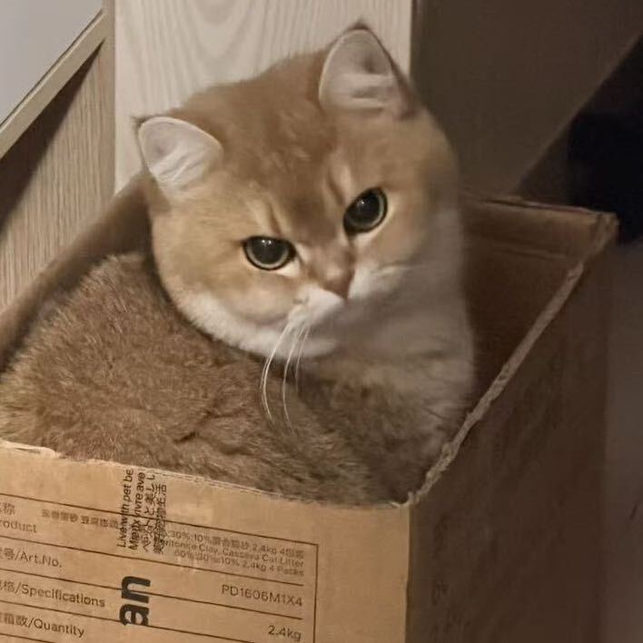 盒子里的猫