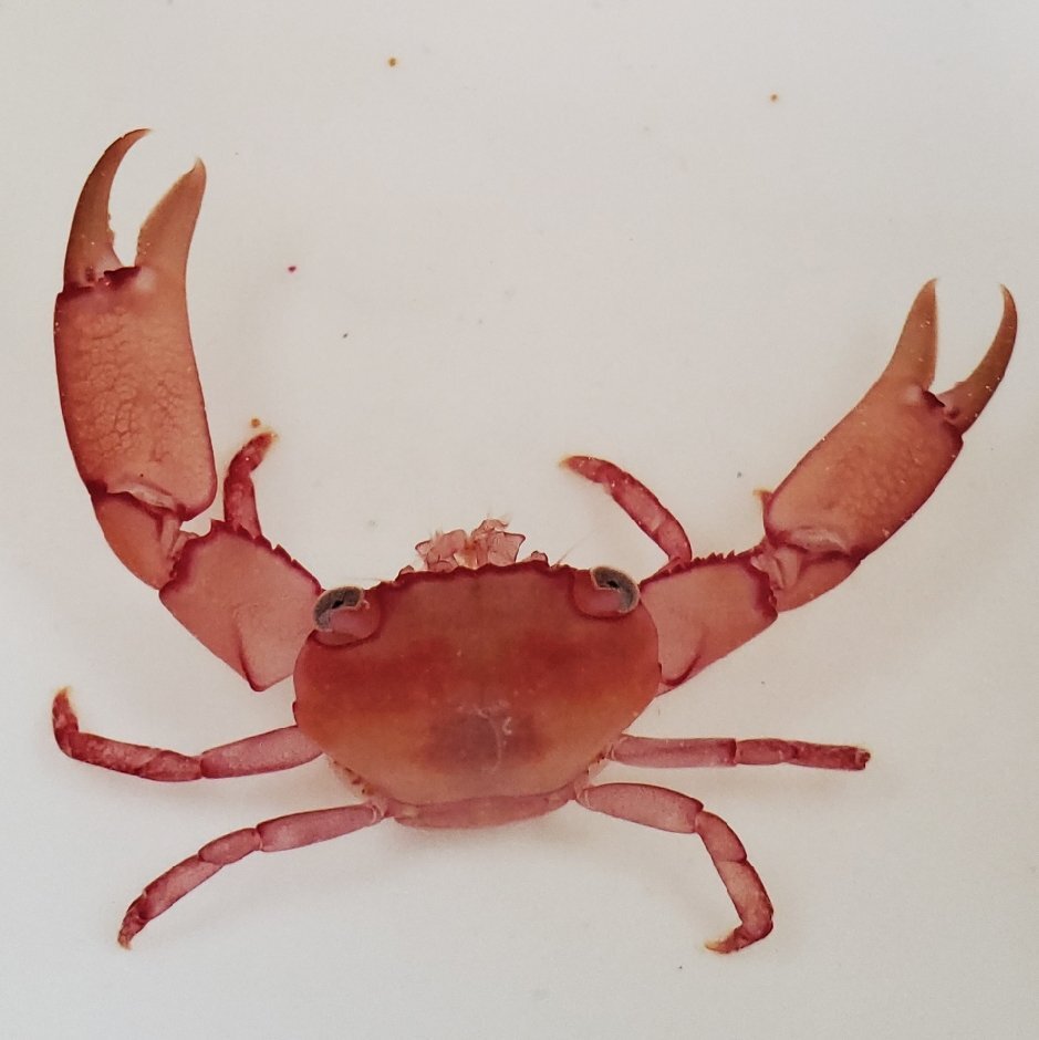 翛然