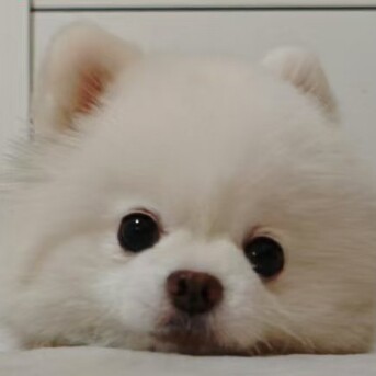 风再起时🐾