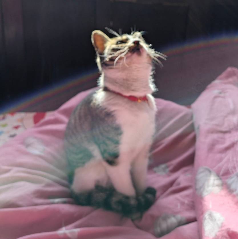 柴