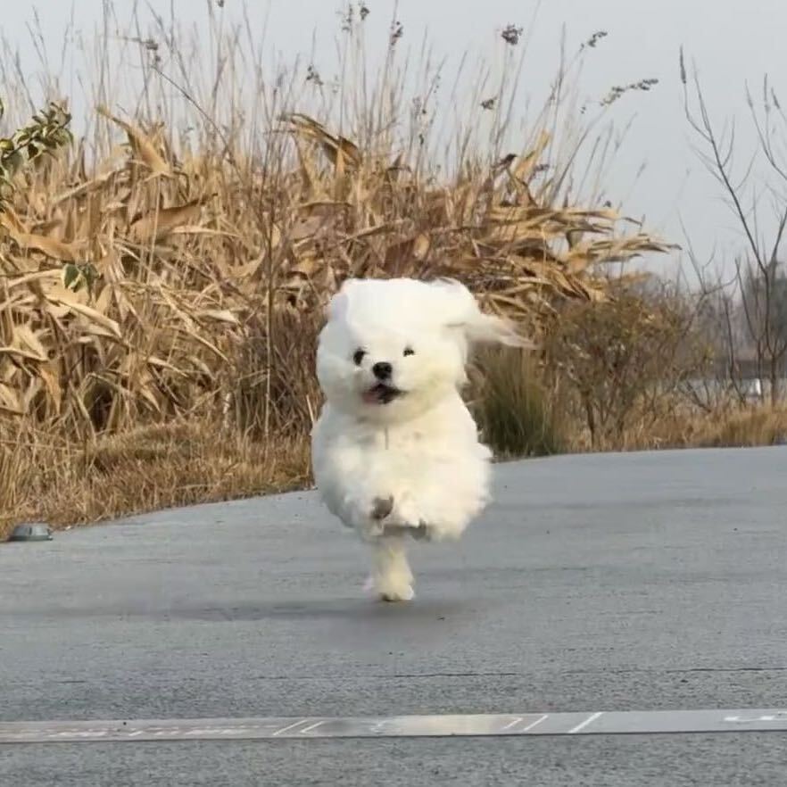 林