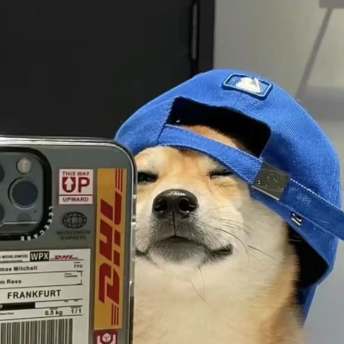 小鲱鲱