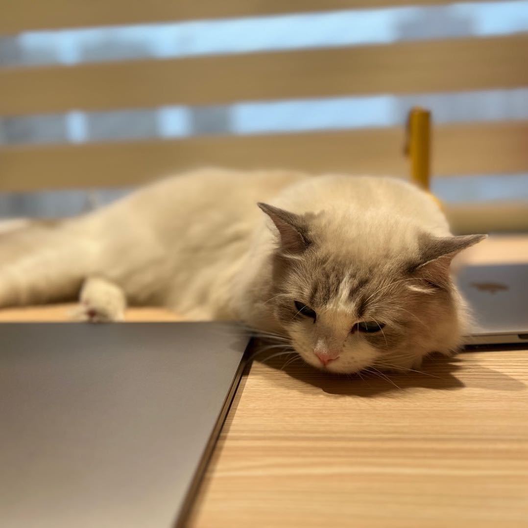 敲代码的小阿狸