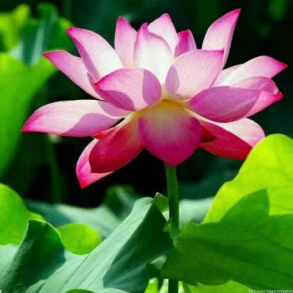 高乐高 