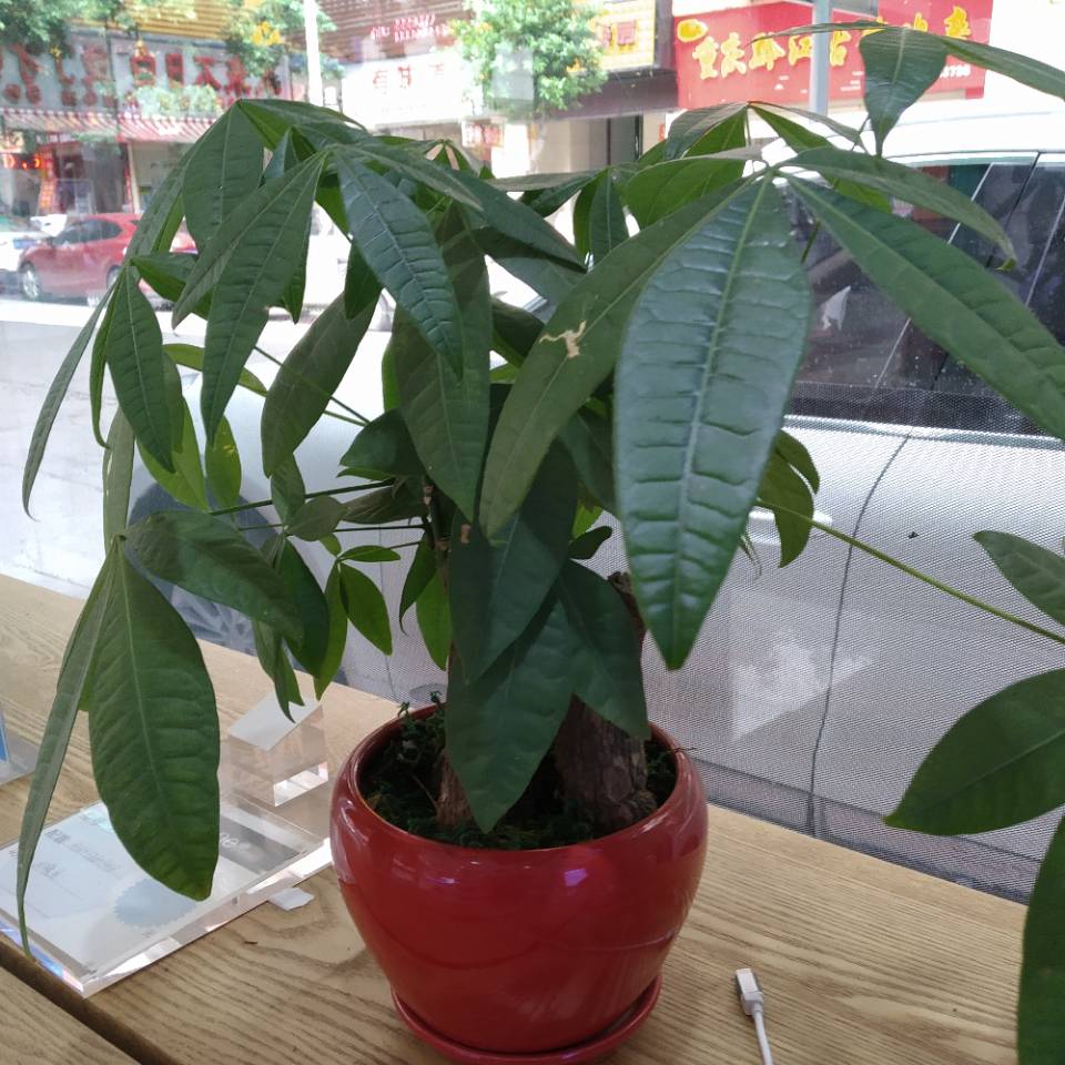 lcsmxf生命可贵的