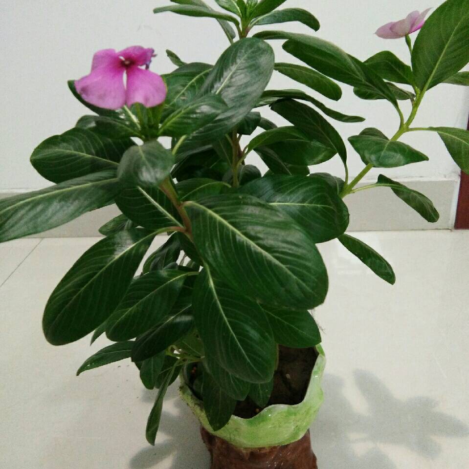 用戶頭像