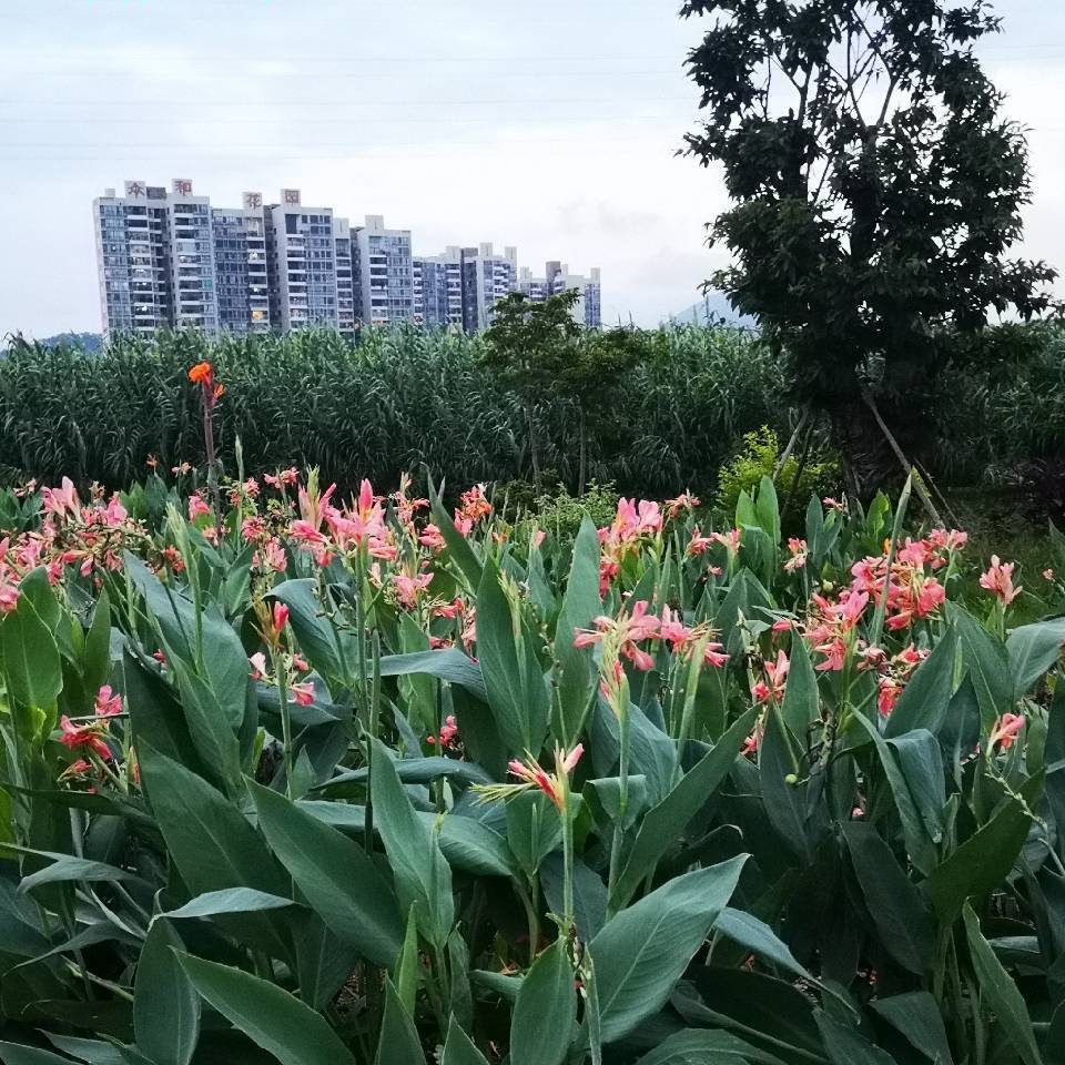 半世情