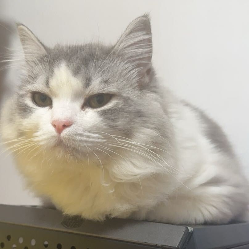 生活不易猫猫叹气
