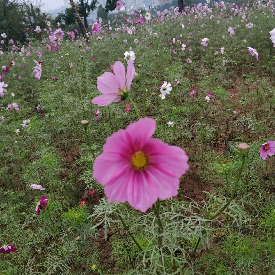 用戶頭像