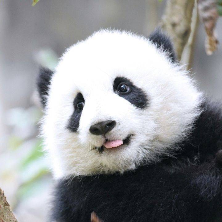 旺财松鼠哥