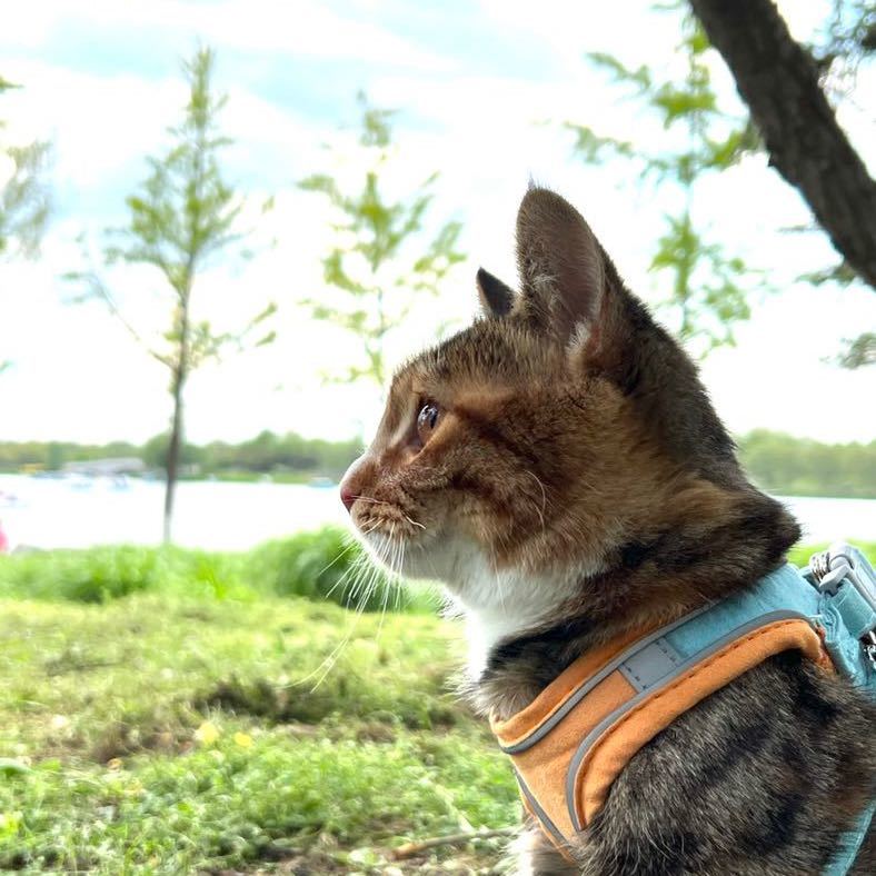 Mr.MAO