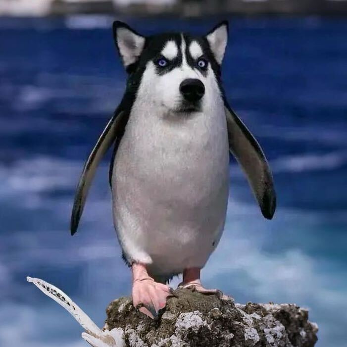 豪豪小子