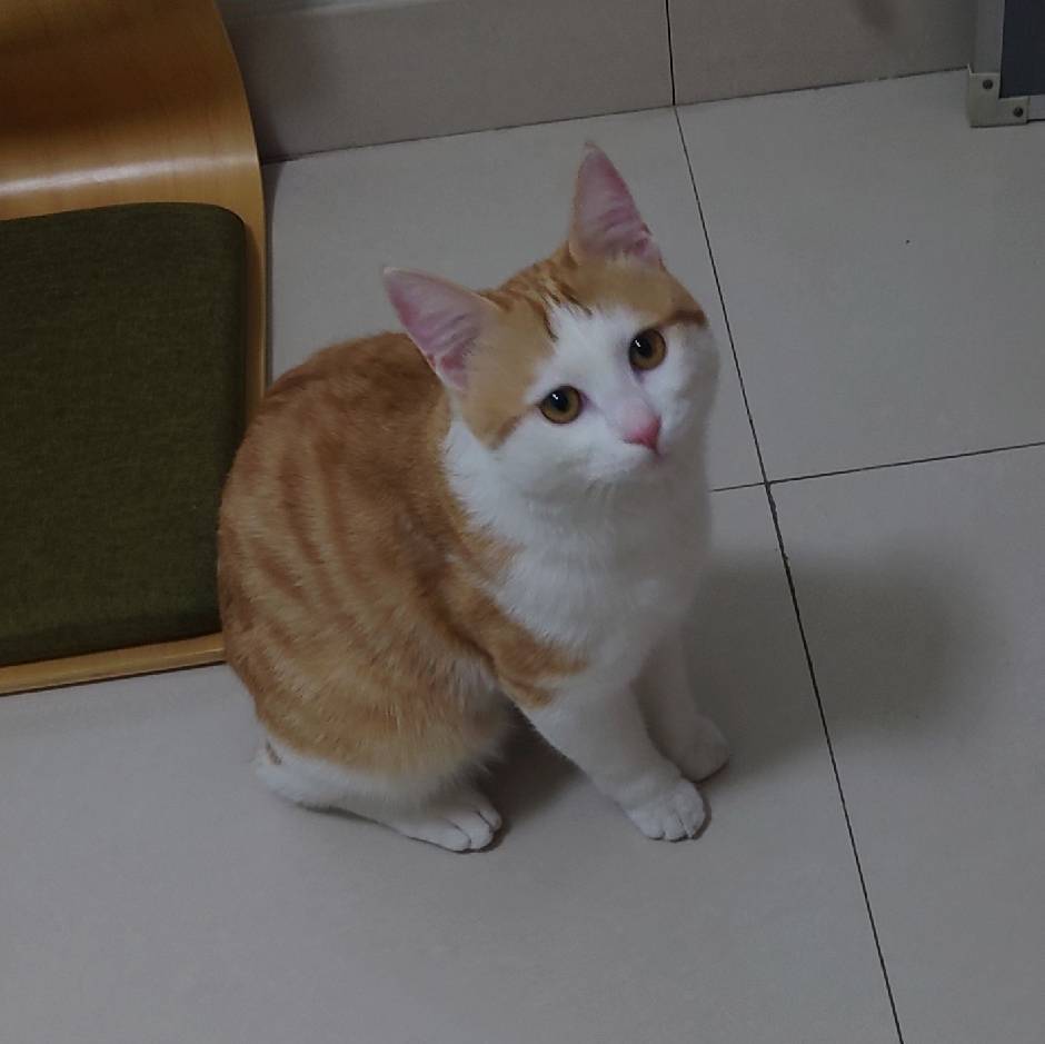 N0tail