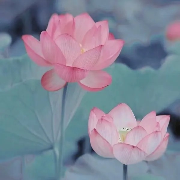 若谷