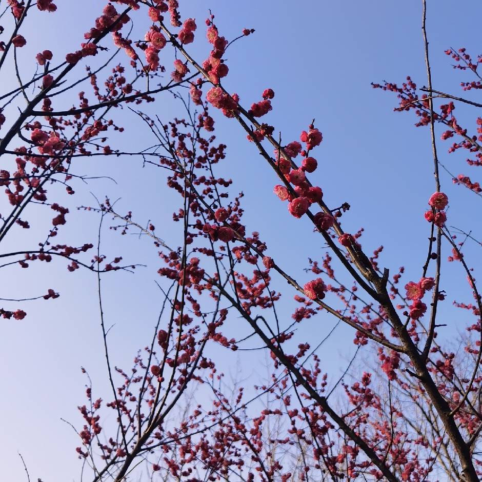 邵美琴