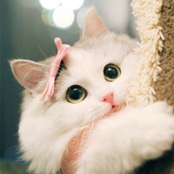 跑了个猫猫