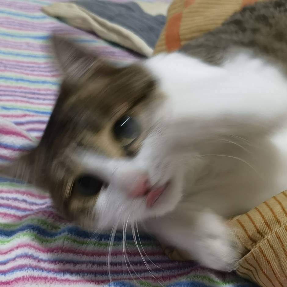演出开始了