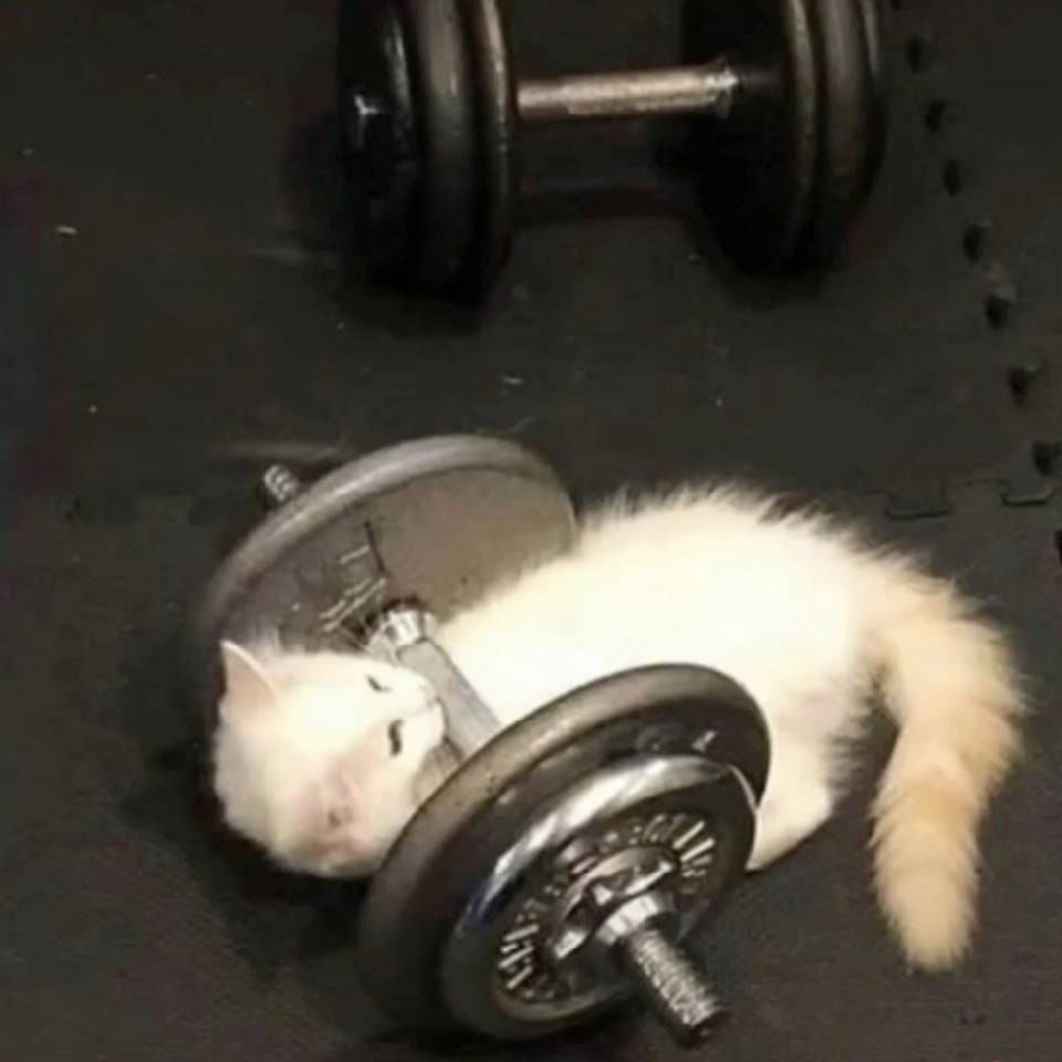 🐰