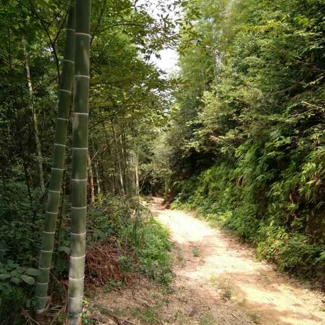 邹渭