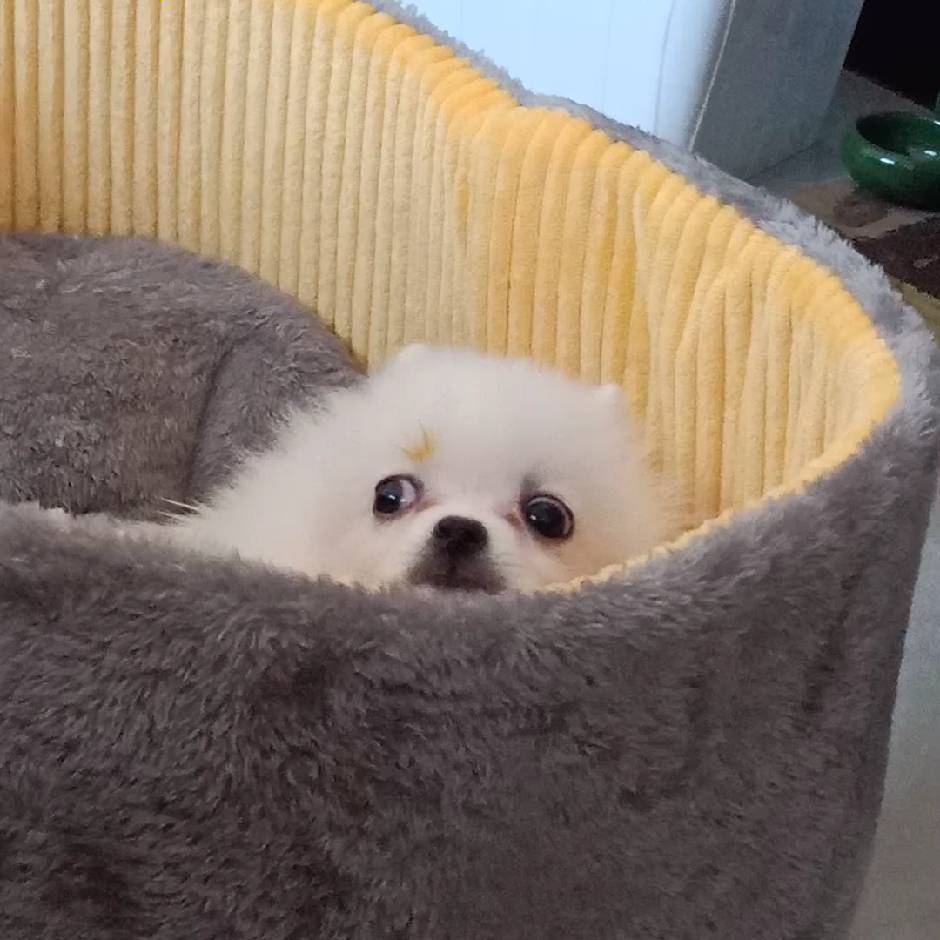 旺财