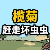 榄菊赶走坏虫虫